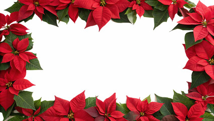 Beautiful poinsettias create a bright red frame  isolated on transparent background