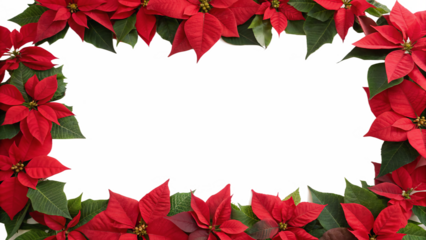 Beautiful poinsettias create a bright red frame  isolated on transparent background