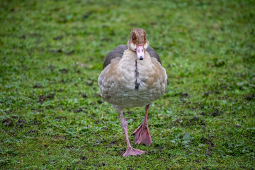 An Egyptian Goose foraging for food near the river.