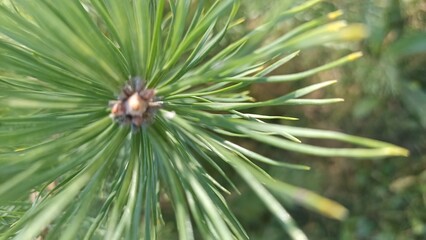 Close-up of Pine Tree Needles with Budding Cone, a Symbol of Growth and Freshness