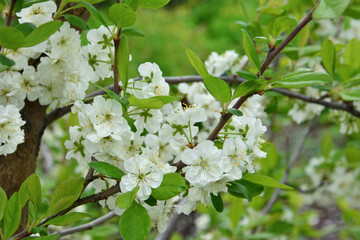 a branch of plum tree in bloom covered with white flowers