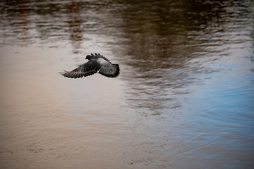 Fototapeta premium A Feral Pigeon in flight over water on the river.