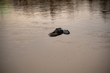 A Feral Pigeon in flight over water on the river.