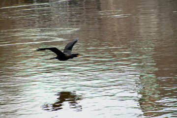 A view of cormorant in flight over water on the river.