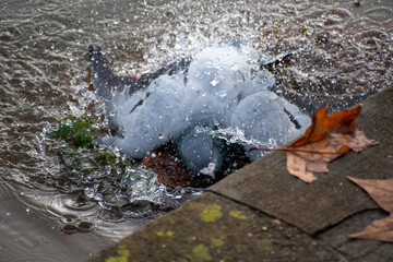 A Feral Pigeon taking a bath in the river Trent in Nottingham, UK.