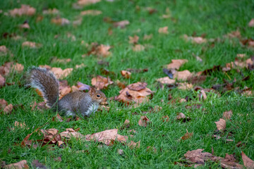A Grey Squirrel foraging for food on the forest floor.