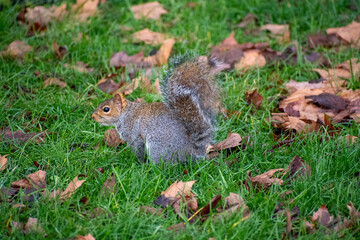 A Grey Squirrel foraging for food on the forest floor.