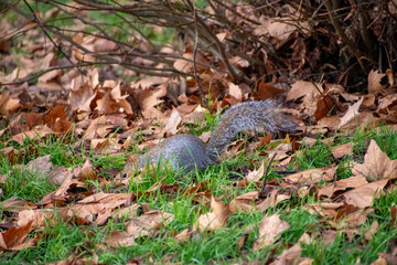 A Grey Squirrel foraging for food on the forest floor.