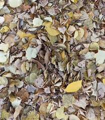 Autumnal Symphony A Textured Tapestry of Fallen Leaves in Earthy Hues, Season s End