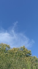 Blue Sky and Green Trees A Serene Nature Scene Perfect for Backgrounds and Creative Projects