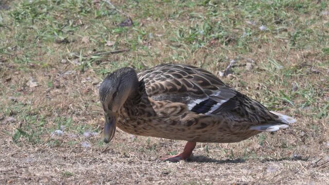 Mallard Duck (Anas platyrhynchos) female on land finding food on the ground and walking towards the camera. September, Kent, UK (Half speed)
