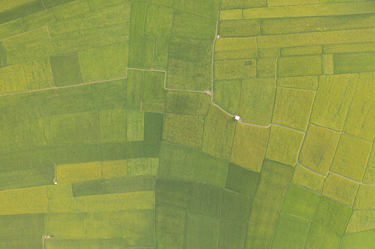 Aerial view of vibrant green and yellow rice paddies create a patchwork quilt effect under the sun, divided by narrow paths, Bogura, Rajshahi Division, Bangladesh.