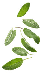 Fototapeta premium falling Freshly picked sage leaves isolated on transparent background