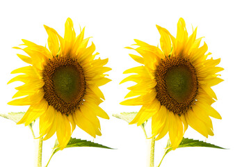 Obraz premium Fully blooming sunflower isolated on white background