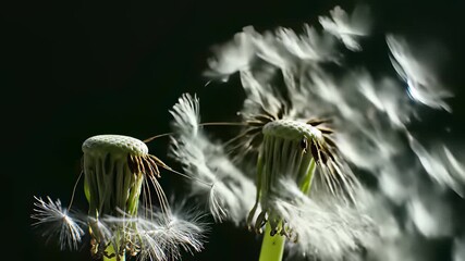 A delicate dandelion with seeds in mid air and center, surrounded by fluffy white flower head against dark background, capturing serene scene embodying free spirited concept of embracing lifes.