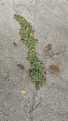 Resilient Green Plants Sprouting Through Cracked Asphalt Pavement Surface Texture