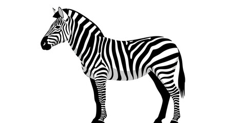 Striking Zebra Illustration Black and White African Wildlife for Design
