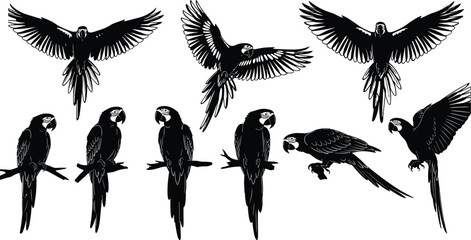 Macaw Parrot Silhouettes Set of Exotic Tropical Bird in Various Poses, Flying with Wings Spread, Perched on Branch, and Standing, Detailed Black Vector Illustration Isolated on White Background. © MDMUNTASSER
