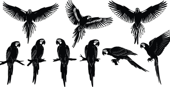 Macaw Parrot Silhouettes Set of Exotic Tropical Bird in Various Poses, Flying with Wings Spread, Perched on Branch, and Standing, Detailed Black Vector Illustration Isolated on White Background.
