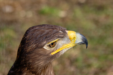 Captivating close-up of an eagle's profile, highlighting its intense gaze and striking features.