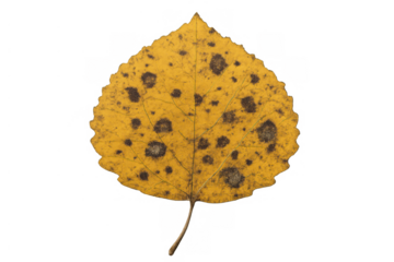 Yellow leaf with dark spots, illustrating autumn decay and the changing seasons. Cutout, isolated plant element. Transparent background