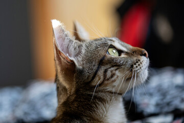 tabby cat staring intently, curious, serious, about to hunt