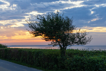 Obraz premium Sunset on the Baltic Sea: the crown of a tree on the embankment frames the orange sun shining through its branches over the water. A serene landscape and a beautiful sky.