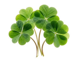 Four Verdant Oxalis Tetraphylla Stems with Lucky Four-Lobed Leaves