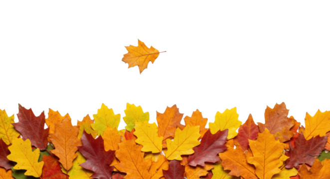 Diverse autumn oak leaves, red, orange, yellow, green, form a dense bottom border and scattered elements on a transparent studio background with copy space, concept of vibrant fall seasonality