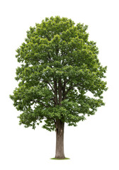 Magnificent, healthy deciduous oak tree with vibrant green leaves and deeply textured bark, perfectly isolated on a transparent studio background with copy space, natural grandeur concept