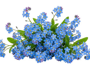 Lush cluster of small blue forget-me-not flowers with yellow centers