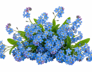 Lush cluster of small blue forget-me-not flowers with yellow centers