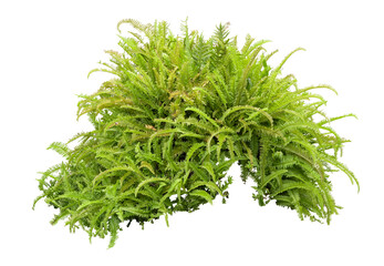 Tropical plant fern grass bush shrub tree isolated on white background with clipping path.