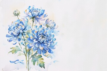 Blue Watercolor Chrysanthemums flowers, botanical illustration hand drawing, Coloreds flowers, Blue flower isolated on white background