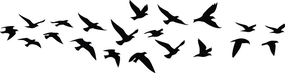 bird, silhouette, flying, flock, nature, freedom, vector, black, motion, flight, sky, isolated, design, wildlife, migration, cad, drawing, flat, illustration, peaceful, gra