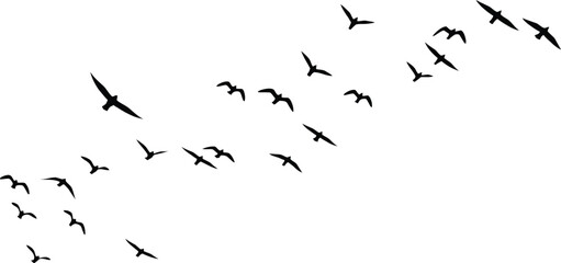 Flock of birds flying in formation against a white sky background