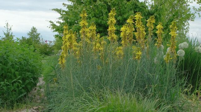 Asphodeline lutea - Mediterrane Junkerlilie Gelber Affodil Habitus in einer Staudenpflanzung