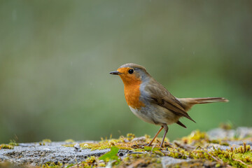 Closeup of european robin in the rain standing on the ground