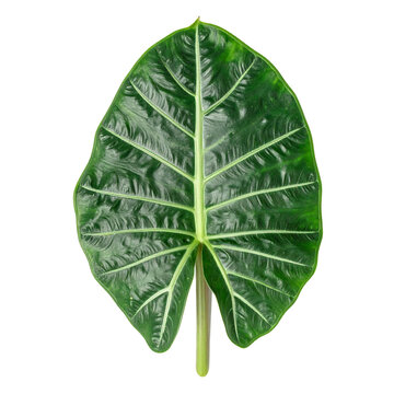 Vibrant Green Alocasia Micholitziana Frydek Leaf Isolated on White Background