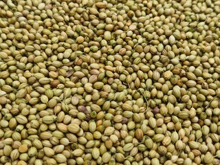 Close up shot of pile of dried Coriander.