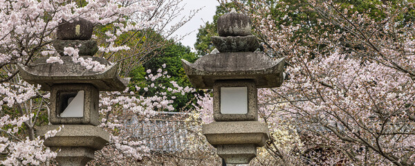 Two traditional stone lantern with sakura flowers in the background at Buddha temple in Japan