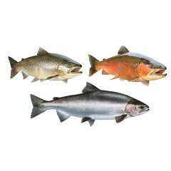Three Salmon Species isolated on a transparent background
