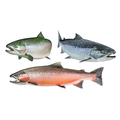 Three Salmon Fish Species isolated on a transparent background