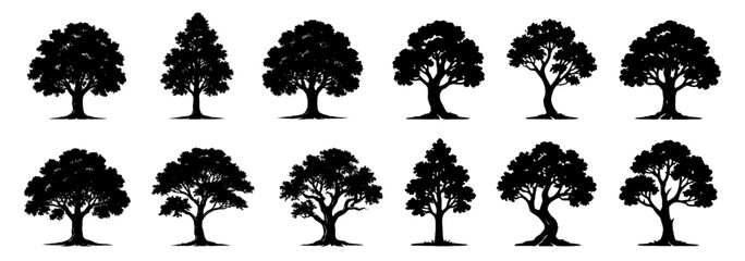 Silhouettes of mature trees with wide natural crowns. Each tree shows unique branching structure and organic shape variety