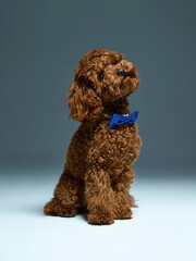 brown dog poodle