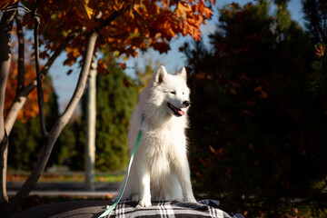A portrait of a cute, fluffy white Samoyed sitting on a checkered blanket on a huge granite boulder in an autumn city park