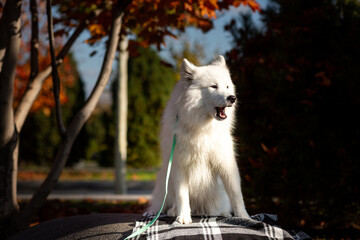 A portrait of a cute, fluffy white Samoyed sitting on a checkered blanket on a huge granite boulder in an autumn city park