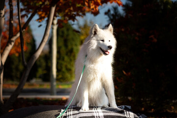 A portrait of a cute, fluffy white Samoyed sitting on a checkered blanket on a huge granite boulder in an autumn city park