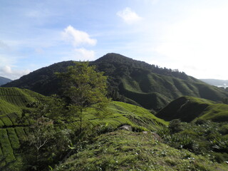 Verdant tea-covered hills in the Cameron Highlands, Malaysia, captured in soft natural light. A serene and iconic highland landscape.