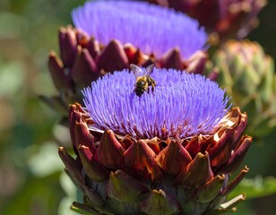 Honeybee collecting pollen from the vibrant purple bloom of an artichoke plant